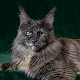 Gatto Fantastico Toffee