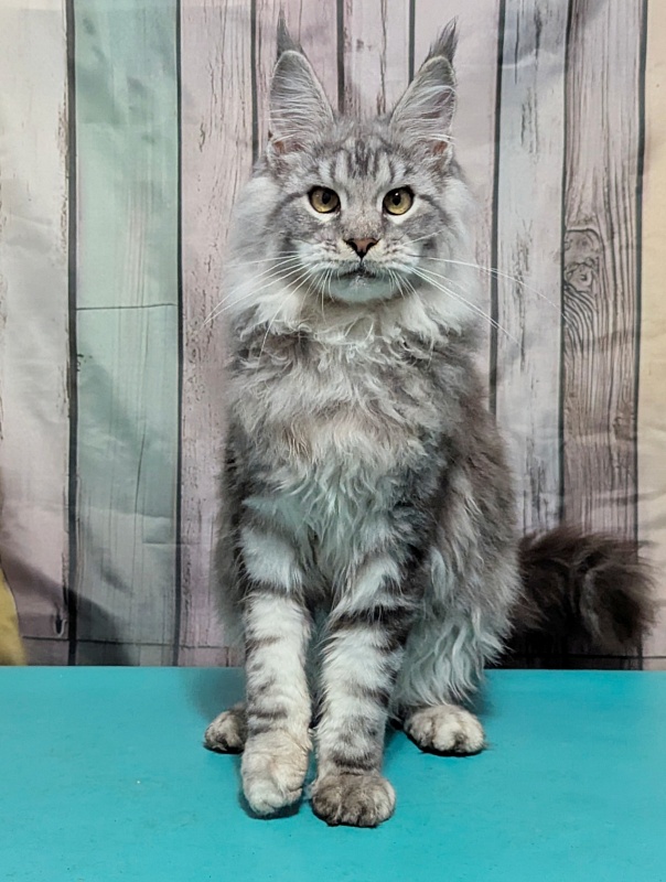 Gatto Fantastico Weiss Shadow - Kitten maine-coon 4 months 4 weeks