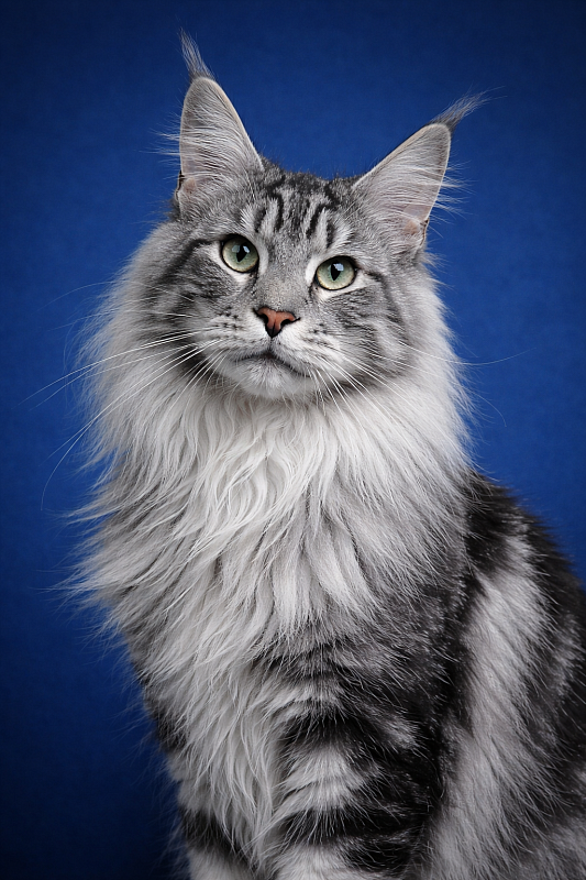 Gatto Fantastico Weiss Shadow - Junior maine-coon 8 months 2.5 weeks