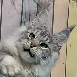 Gatto Fantastico Weiss Shadow