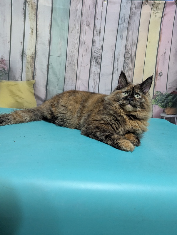 Gatto Fantastico Zelda - Kitten maine-coon 6 months 0.5 weeks