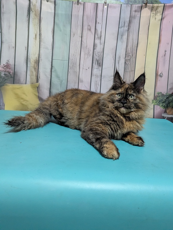 Gatto Fantastico Zelda - Kitten maine-coon 6 months 0.5 weeks