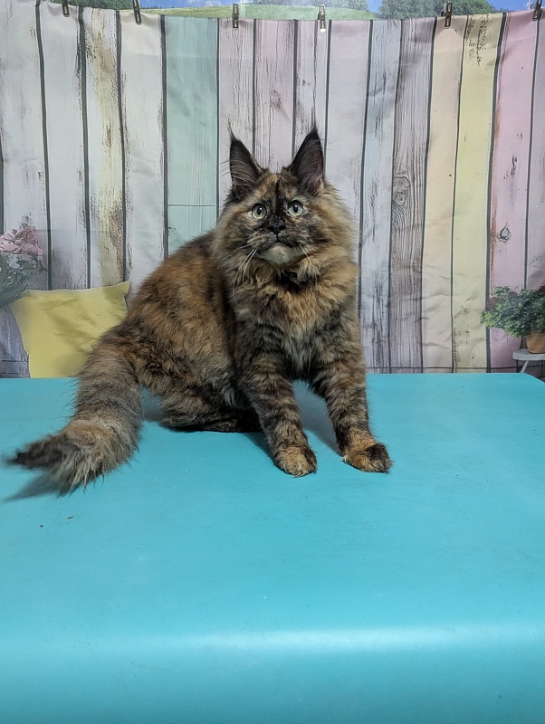 Gatto Fantastico Zelda - Kitten maine-coon 6 months 0.5 weeks