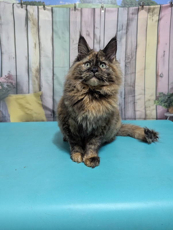 Gatto Fantastico Zelda - Kitten maine-coon 6 months 0.5 weeks