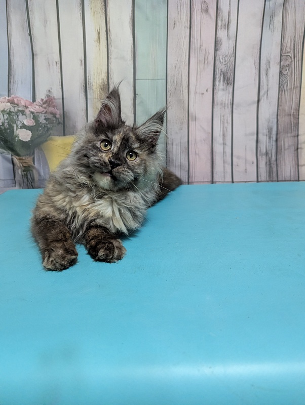 Gatto Fantastico Zara - Kitten maine-coon 6 months 0.5 weeks