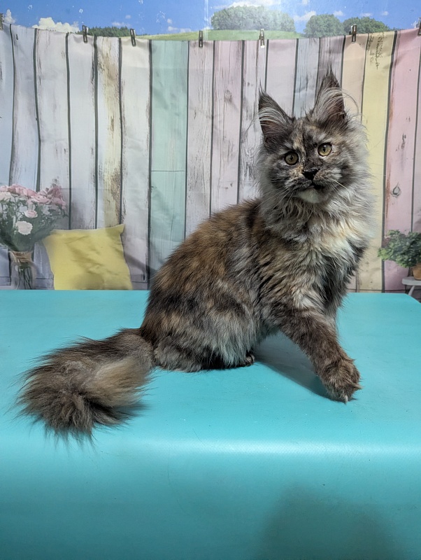Gatto Fantastico Zara - Kitten maine-coon 6 months 0.5 weeks
