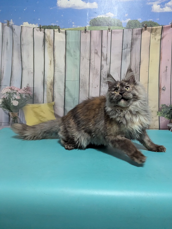 Gatto Fantastico Zara - Kitten maine-coon 6 months 0.5 weeks