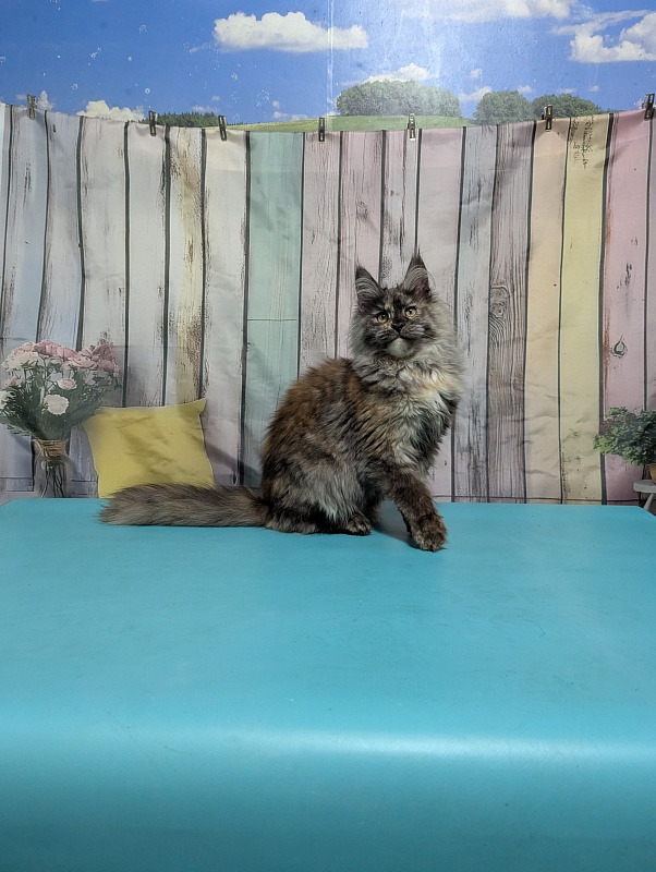 Gatto Fantastico Zara - Kitten maine-coon 6 months 0.5 weeks