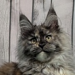 Gatto Fantastico Zara