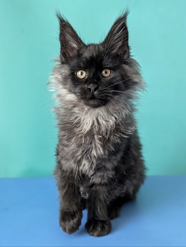 Gatto Fantastico Bambi - Кошеня мейн-кун 3 місяця 1,5 тиждень