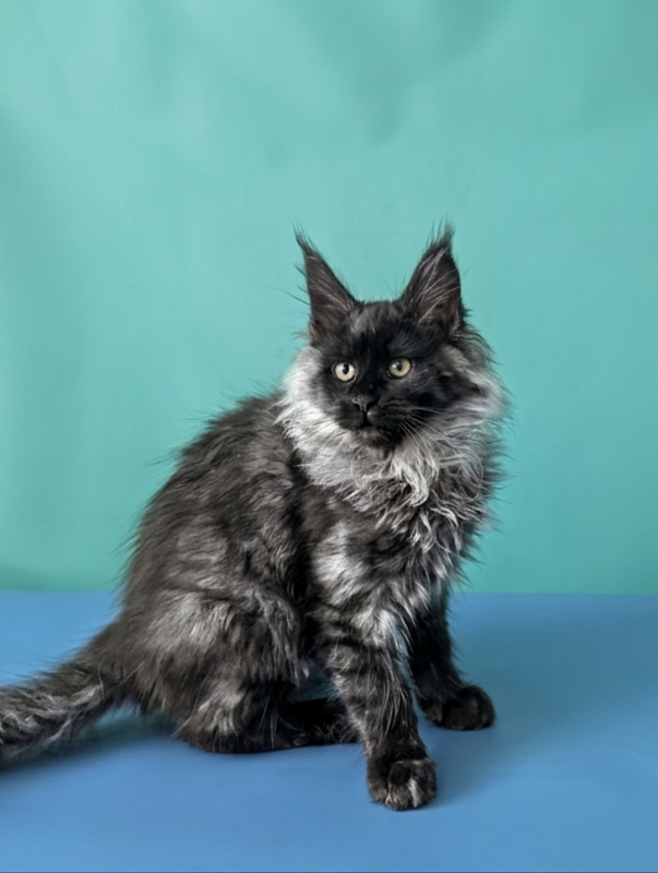 Gatto Fantastico Bambi - Кошеня мейн-кун 3 місяця 1,5 тиждень