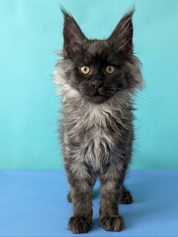 Gatto Fantastico Bambi - Кошеня мейн-кун 3 місяця 1,5 тиждень