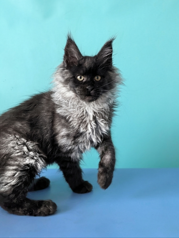 Gatto Fantastico Bambi - Кошеня мейн-кун 3 місяця 1,5 тиждень