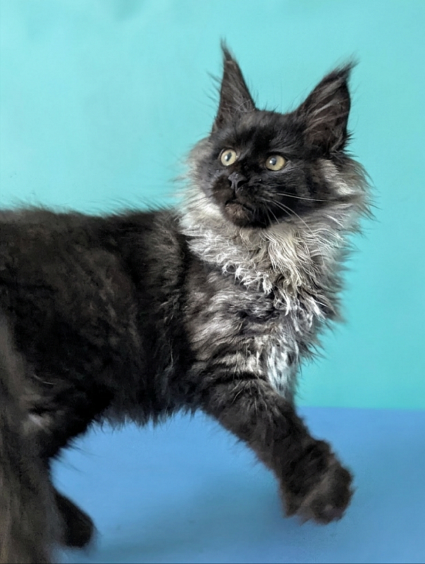 Gatto Fantastico Bambi - Кошеня мейн-кун 3 місяця 1,5 тиждень