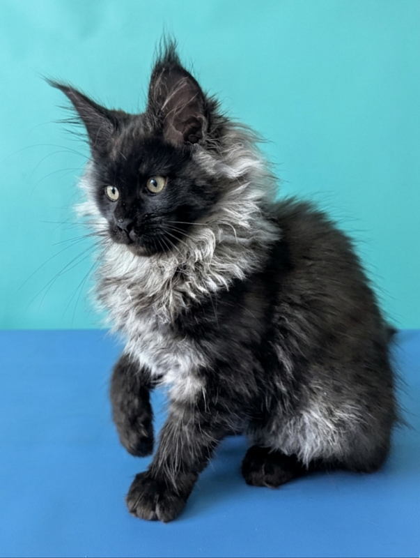 Gatto Fantastico Bambi - Кошеня мейн-кун 3 місяця 1,5 тиждень