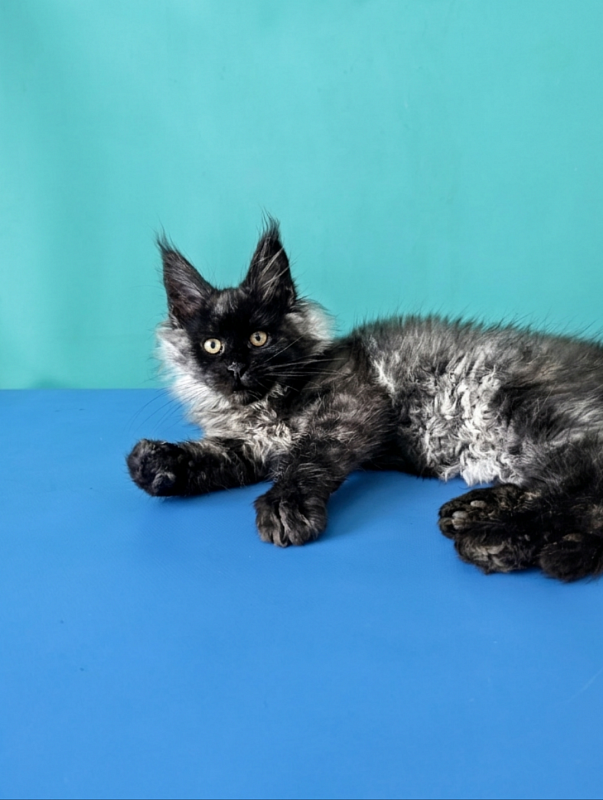 Gatto Fantastico Bambi - Кошеня мейн-кун 3 місяця 1,5 тиждень