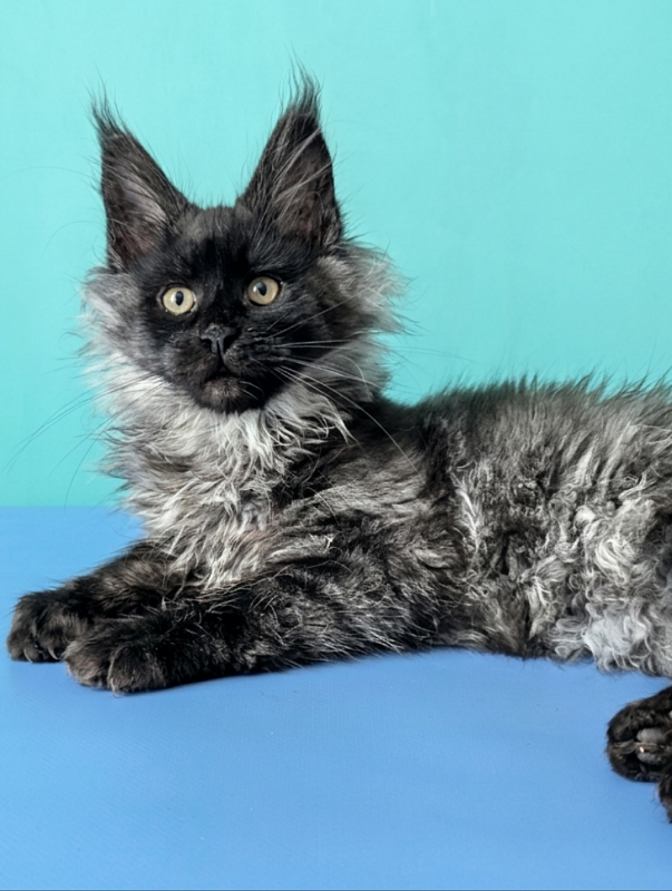 Gatto Fantastico Bambi - Кошеня мейн-кун 3 місяця 1,5 тиждень