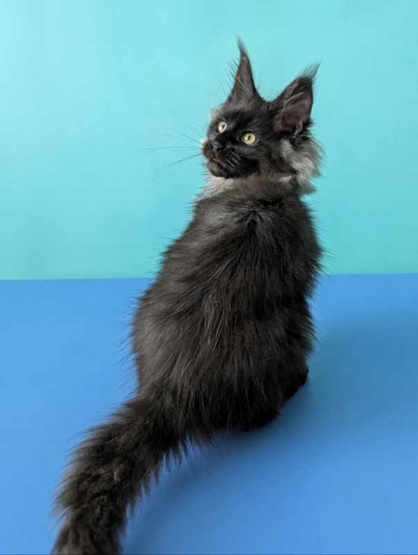 Gatto Fantastico Bambi - Кошеня мейн-кун 3 місяця 1,5 тиждень