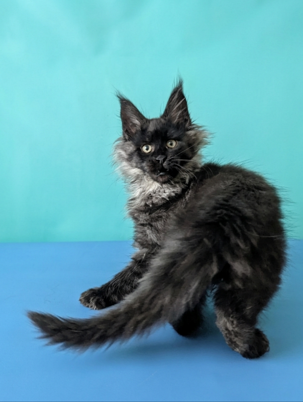 Gatto Fantastico Bambi - Кошеня мейн-кун 3 місяця 1,5 тиждень