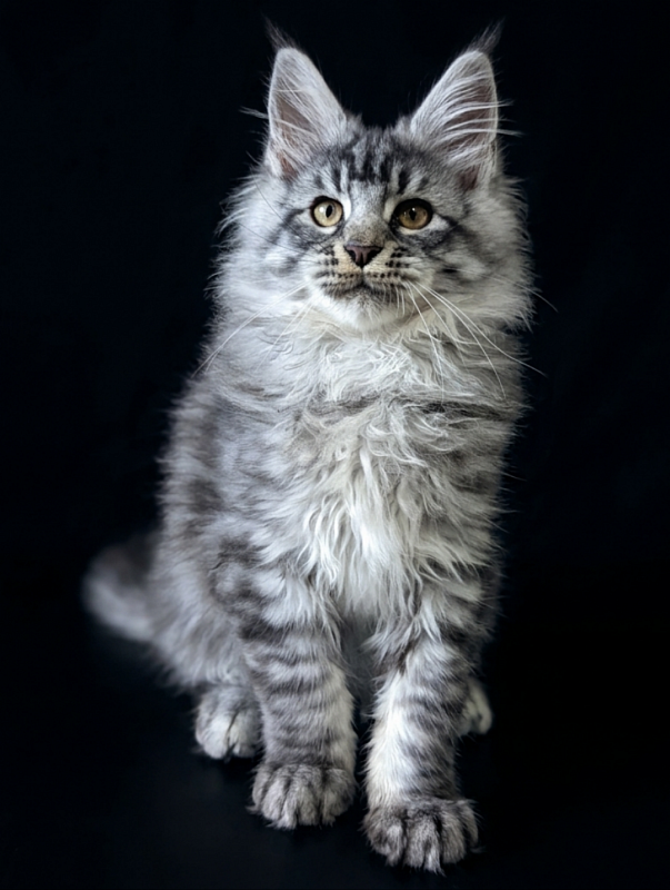 Gatto Fantastico Bingo - Кошеня мейн-кун 3 місяця 1,5 тиждень