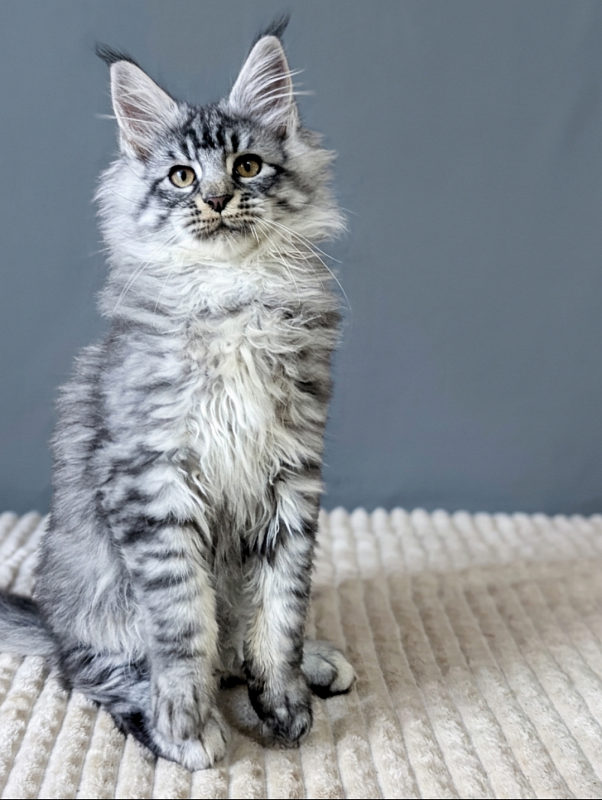 Gatto Fantastico Bingo - Кошеня мейн-кун 3 місяця 1,5 тиждень