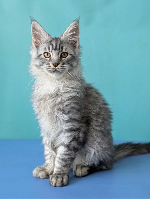Gatto Fantastico Bingo - Кошеня мейн-кун 3 місяця 1,5 тиждень
