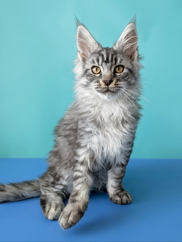 Gatto Fantastico Bingo - Кошеня мейн-кун 3 місяця 1,5 тиждень