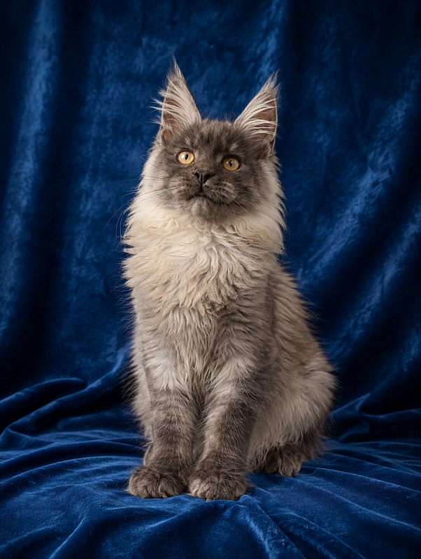 Gatto Fantastico Bruno - Кошеня мейн-кун 4 місяця 3,5 тижні