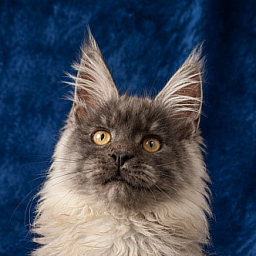 Gatto Fantastico Bruno