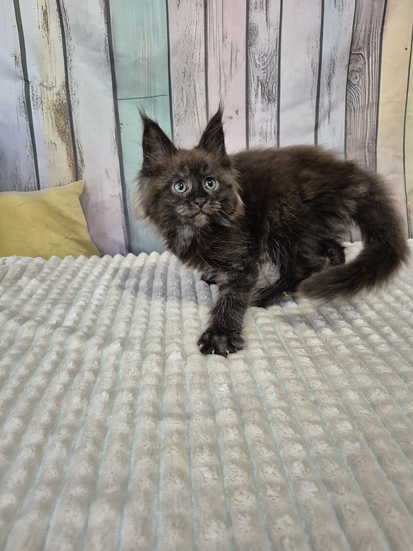 Gatto Fantastico  Euphoria - Кошеня мейн-кун 2 місяця 1 тиждень