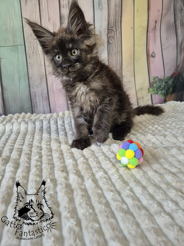 Gatto Fantastico Electra - Kitten maine-coon 2 months 2.5 weeks