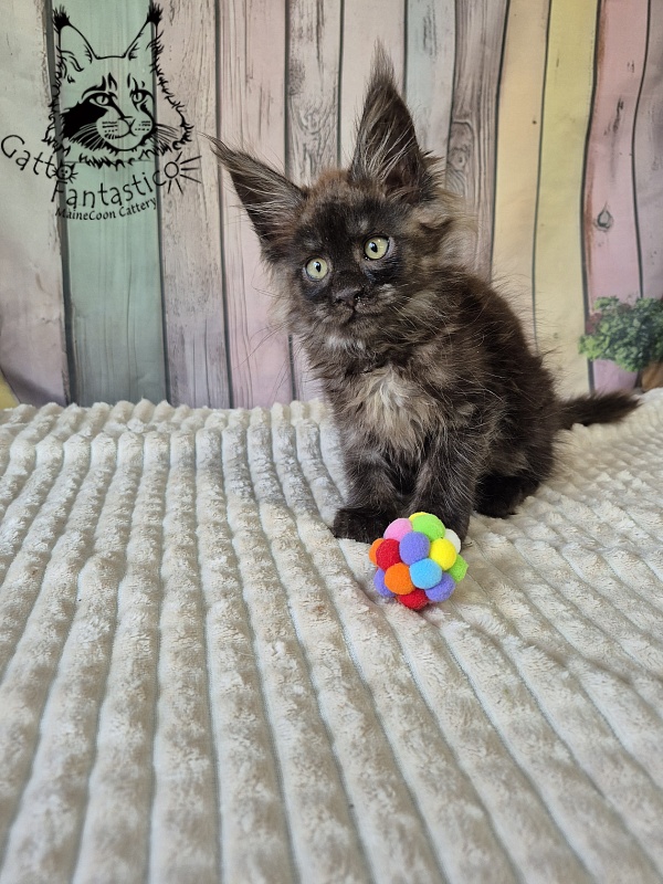 Gatto Fantastico Electra - Kitten maine-coon 2 months 2.5 weeks