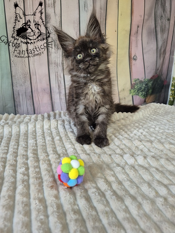 Gatto Fantastico Electra - Kitten maine-coon 2 months 2.5 weeks