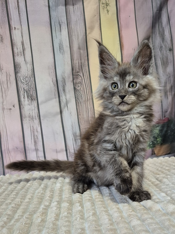 Gatto Fantastico Enigma - Кошеня мейн-кун 2 місяця 1 тиждень