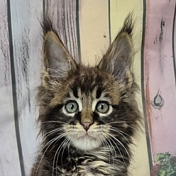 Gatto Fantastico Eagle
