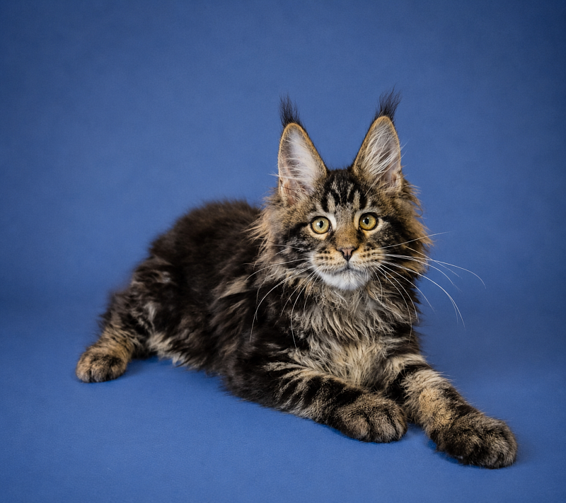 Gatto Fantastico Eagle - Kitten maine-coon 3 months 2.5 weeks