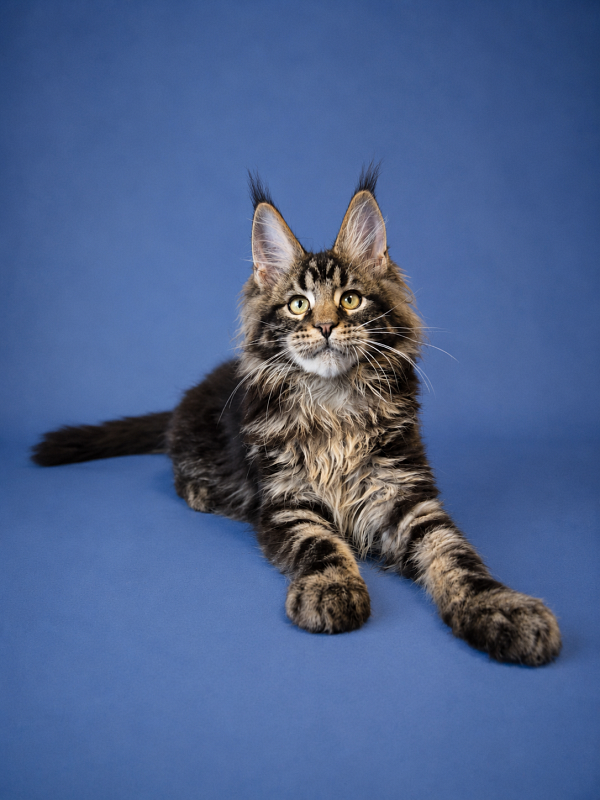 Gatto Fantastico Eagle - Kitten maine-coon 3 months 2.5 weeks