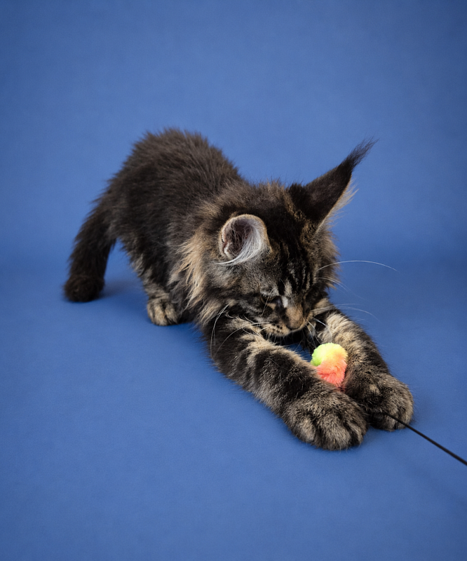Gatto Fantastico Eagle - Kitten maine-coon 3 months 2.5 weeks