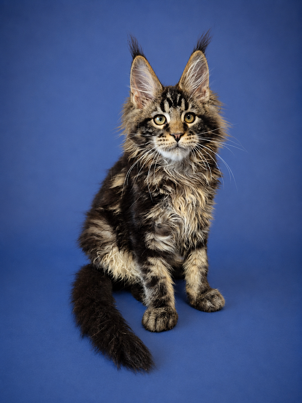 Gatto Fantastico Eagle - Kitten maine-coon 3 months 2.5 weeks