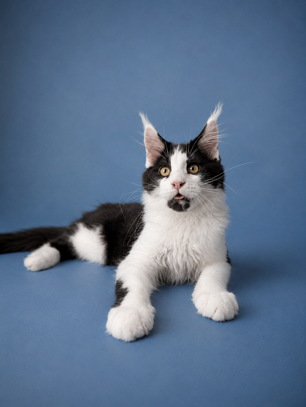 Gatto Fantastico Chess - maine-coon