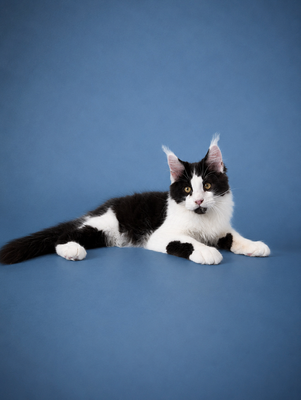 Gatto Fantastico Chess - maine-coon