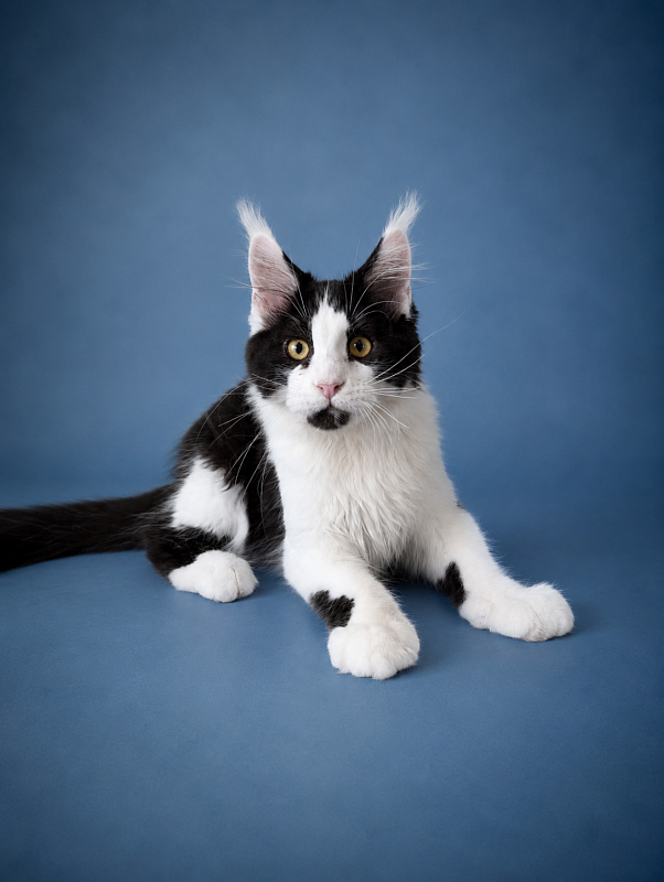 Gatto Fantastico Chess - maine-coon