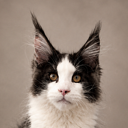 Gatto Fantastico Coin