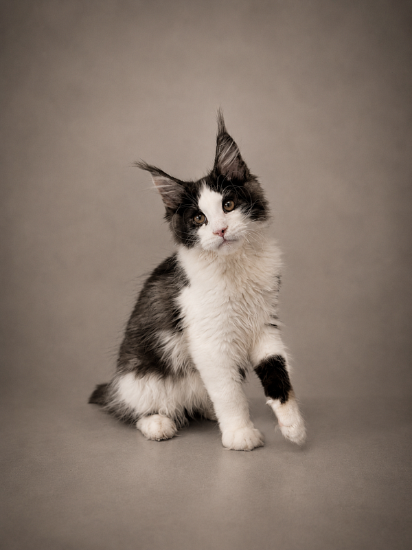 Gatto Fantastico Coin - Кошеня мейн-кун 3 місяця 3 тижні